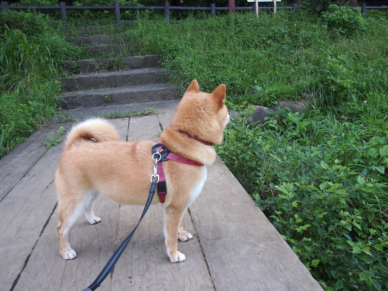 布雷默钢铁防线封杀塞维利亚，奥地利终结欧战传奇的战术解析